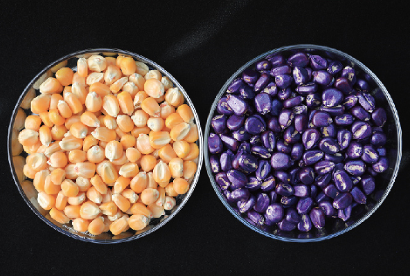 智汇PF-501紫色水性成膜剂