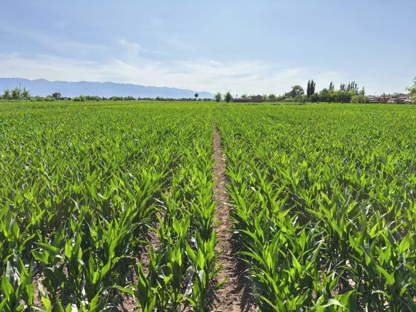 黑龙江嫩江市玉米种衣剂大田测试回访对比